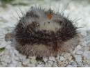 Metalia sternalis oursin des sables