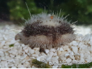 Metalia sternalis oursin des sables