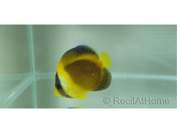 Chaetodontoplus duboulayi 4-6 cm élevage Bali aquarich
