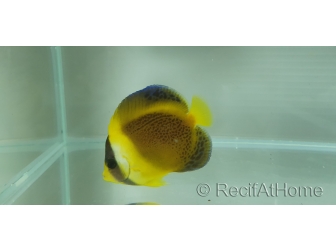 Chaetodontoplus duboulayi 4-6 cm élevage Bali aquarich