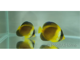 Chaetodontoplus duboulayi 4-6 cm élevage Bali aquarich