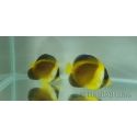 Chaetodontoplus duboulayi 4-6 cm élevage Bali aquarich