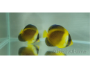 Chaetodontoplus duboulayi 4-6 cm élevage Bali aquarich