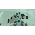Amphiprion moccha black storm élevage Bali aquarich