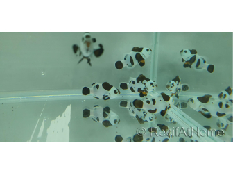 Amphiprion moccha black storm élevage Bali aquarich