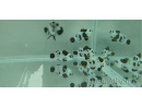 Amphiprion moccha black storm élevage Bali aquarich