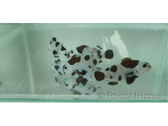 Amphiprion moccha black storm élevage Bali aquarich