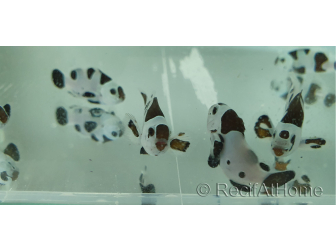 Amphiprion moccha black storm élevage Bali aquarich
