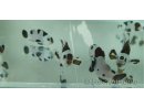 Amphiprion moccha black storm élevage Bali aquarich