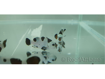 Amphiprion moccha black storm élevage Bali aquarich