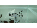 Amphiprion moccha black storm élevage Bali aquarich