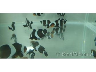 Amphiprion darwini full black 4-5 cm élevage Bali aquarich