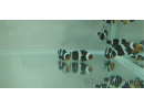 Amphiprion darwini Misbar Elevage France 2.5-4 cm