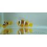 Amphiprion sebae  4-5 cm élevage Bali aquarich