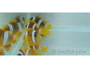 Amphiprion sebae  4-5 cm élevage Bali aquarich