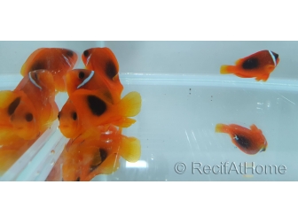 Amphiprion ephipium 3-4 cm élevage Bali aquarich
