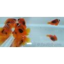 Amphiprion ephipium 3-4 cm élevage Bali aquarich