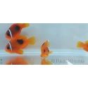 Amphiprion ephipium 3-4 cm élevage Bali aquarich