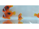 Amphiprion ephipium 3-4 cm élevage Bali aquarich