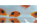 Amphiprion ephipium 3-4 cm élevage Bali aquarich