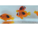 Amphiprion ephipium 3-4 cm élevage Bali aquarich