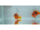 Amphiprion ephipium 3-4 cm élevage Bali aquarich