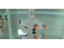Amphiprion ocellaris platinium élevage Bali aquarich
