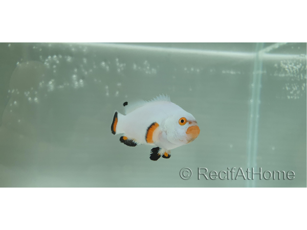 Amphiprion percula platinium élevage Bali aquarich