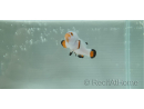 Amphiprion percula platinium élevage Bali aquarich