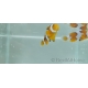 Amphiprion percula picasso élevage Bali aquarich