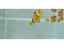 Amphiprion percula picasso élevage Bali aquarich