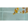 Amphiprion percula picasso élevage Bali aquarich