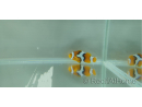 Amphiprion percula picasso élevage Bali aquarich