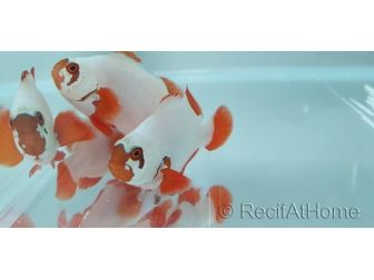Premnas gold nugget élevage Bali aquarich