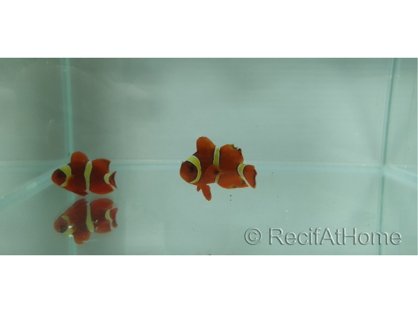 Premnas epigramata gold élevage Bali aquarich