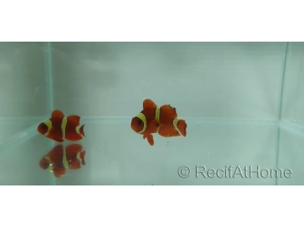 Premnas epigramata gold élevage Bali aquarich