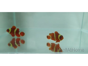 Premnas epigramata gold élevage Bali aquarich