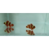 Premnas epigramata gold élevage Bali aquarich