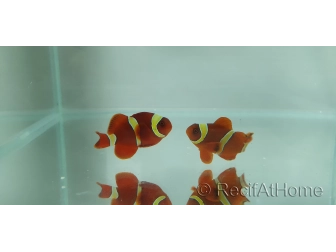 Premnas epigramata gold élevage Bali aquarich