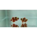 Premnas epigramata gold élevage Bali aquarich