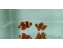 Premnas epigramata gold élevage Bali aquarich