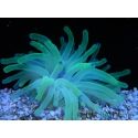 Condylactis gigantea pointes bleu