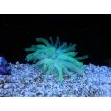 Condylactis gigantea pointes bleu