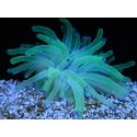 Condylactis gigantea pointes bleu