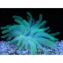 Condylactis gigantea pointes bleu