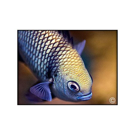 Dascyllus reticulatus