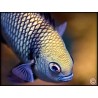 Dascyllus reticulatus