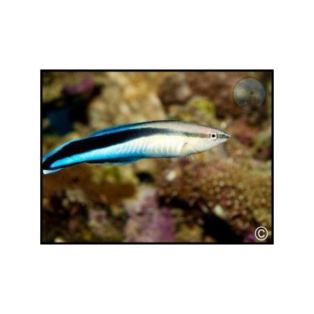 Labroides dimidiatus