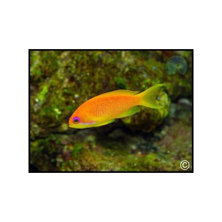 Pseudanthias squamipinnis fem