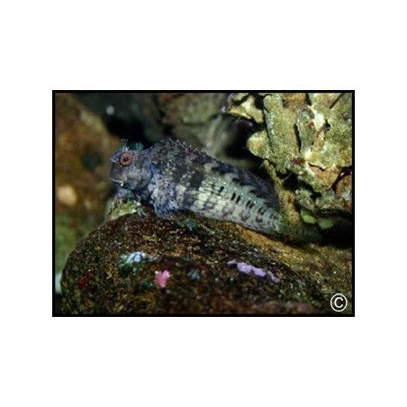 Salarias fasciatus